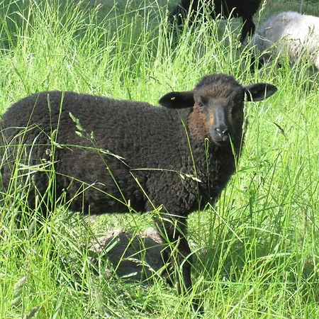 Meeresrauschen * 巴贝