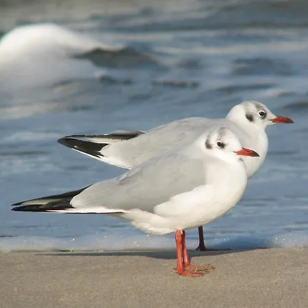 Meeresrauschen 巴贝